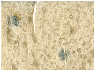 bread-mold